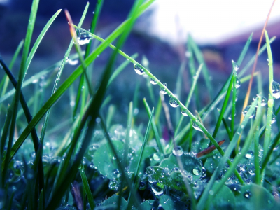 трава, роса, дождь, природа, растения, капли, макро, зелень