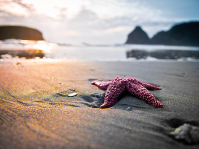 песок, пляж, природа, звезда