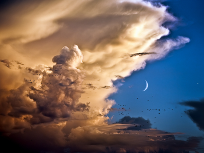 птицы, облака, месяц, небо