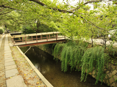 деревья, киото, восток, мост, япония