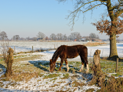 снег, красота, конь, поле