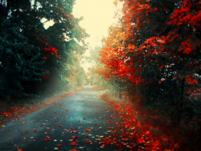 Яркие цвета, Дорога, Осень