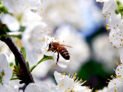 пчела, ветка, насекомое, красота, цветение, лепестки, весна, природа, вишня, цветы, белые