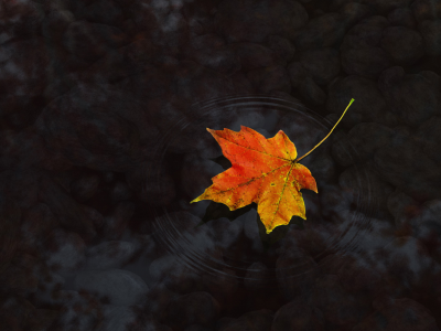 осень, вода, лист