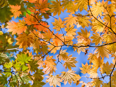 осень, листья, снизу, жёлтые, вид