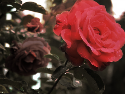 роза, макро, красная