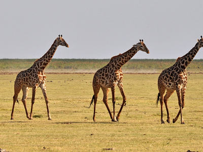 Африка, жирафы, природа, песок