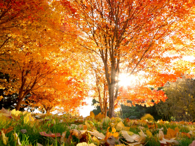 красивые, кленовые, листья, осень, деревья