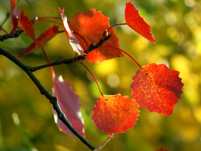осень, осенние обои, природа, дерево, красивые обои с природой, фон, фото, листья