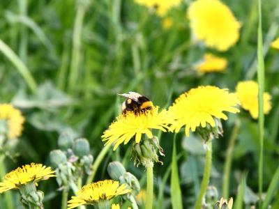 трава, одуванчики, пчела