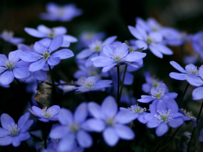 синие, макро, растения, голубые, цветы