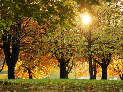 деревья, свет, осень