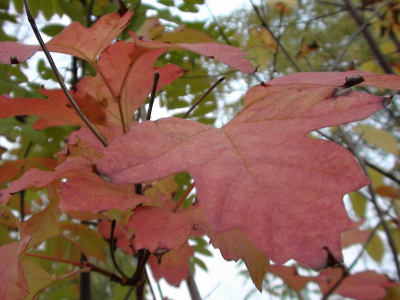 осень, красный, красиво, лист