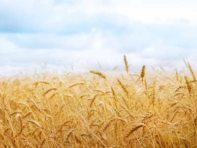 колосок, пшеница, колосья, обои, природа, фото, урожай, поле, колоски, картинки
