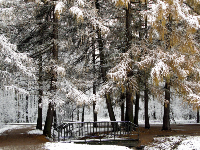 мост, парк, снег, деревья