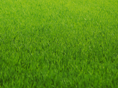 газон, трава