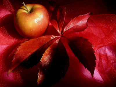 натюрморт, цвет, яблоко, лист