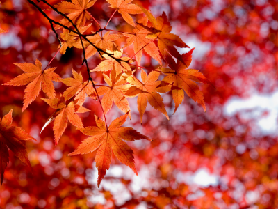 листья, осень, небо, япония, клен, красные