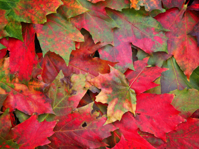 осенние обои, листья, осень, фото, макро