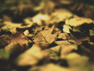 листок, макро, листья, обои, фото