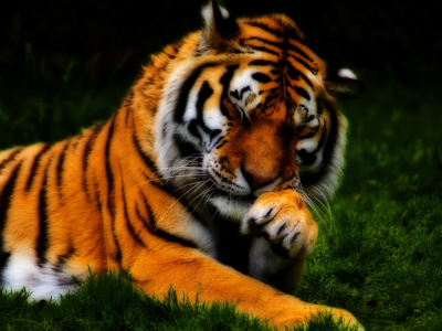 природа, красота, тигр