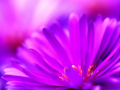макро, цветок, фиолетовый, лепестки