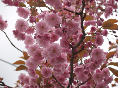 весна, макро, небо, ветви, сакура, дерево, розовые, цветы, лепестки, нежность