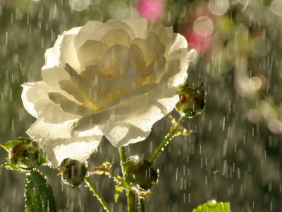 цветок, капли, чайная, роза, дождь, блики, бутоны, лепестки