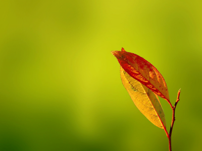 листья, зелень, осень