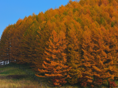 деревья, лес, осень, япония