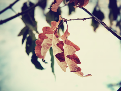 ветка, дерево, дуб, осень, листок