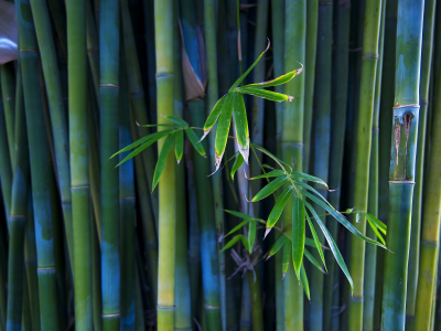 стволы, бамбук, растение