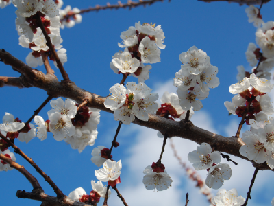 абрикос, цветы, белый, голубое небо, ветка, весна, цветение