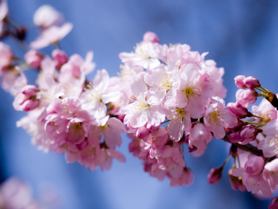 лепестки, вишня, цветы, сакура, розовый, цветение, весна, небо