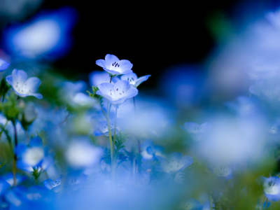 синие, нежность, черный фон, цветы, голубые, природа, растения