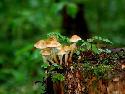 грибы, лето, природа
