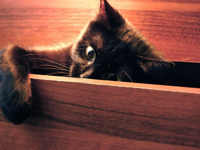 кот, черный, шкафчик, глаза