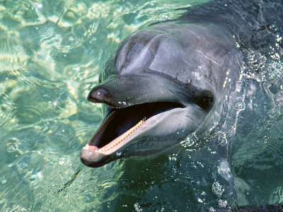 дельфин, обои, вода