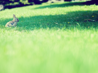 трава, кролик, поляна