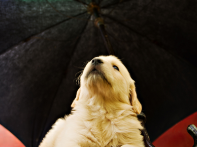 soft, puppy, golden, umbrella, pup, retriever, yellow, opinion