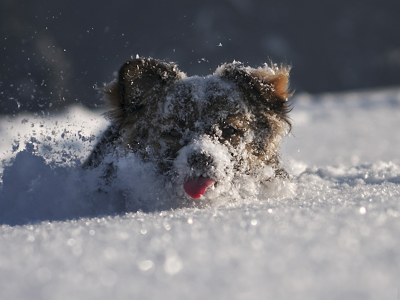 собака, снег, зима, животные