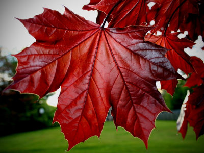 макро, осень, листья, красные