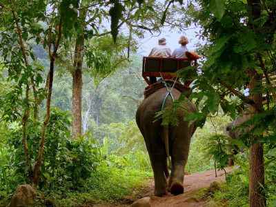 слон, джунгли, животные, туристы