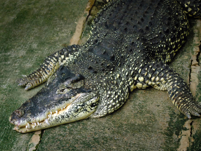 аллигатор, крокодил, милый парень, пресмыкающееся, страх, хладнокровный, хищник