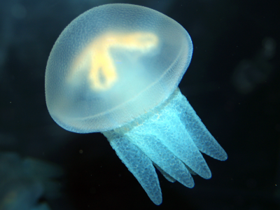 свет, медуза