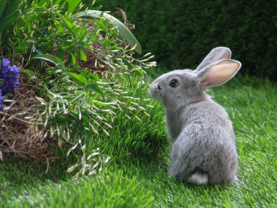 трава, цветы, зелень, кролик