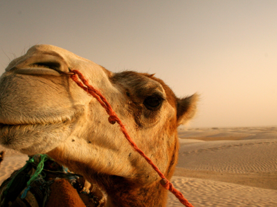 пустыня, солнце, верблюд