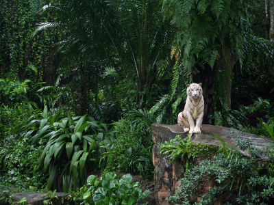 зоопарк, белый тигр, сингапур