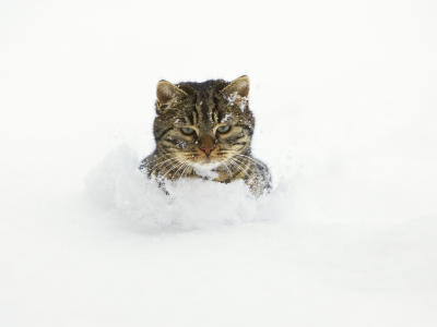 снег, кот, сугробы