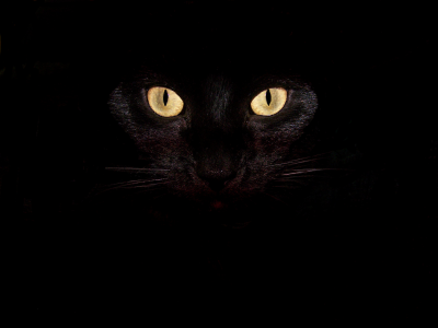глаза, кот, чёрный, взгляд, усы, кошка